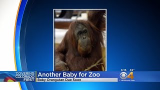 Zoo In Colorado Springs Announces Orangutan Pregnancy [upl. by Nwahsirhc]