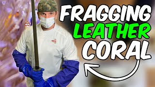 Long Polyp Toadstool Leather Coral Propagation  Frag Swap Prep Part 1 [upl. by Yllatan]