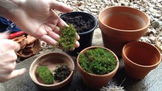 Growing Moss in Containers 🎍 [upl. by Bekaj494]