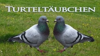 Turteltäubchen  Lied zur Goldenen Hochzeit  volkstümlicher Schlager als MP3 herunterladen [upl. by Ettenirt494]