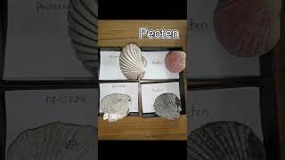 Mollusca pelecypoda Bivalvia Venus Arca Pecten Cardium Ostrea shorts geology paleontology [upl. by Chae348]