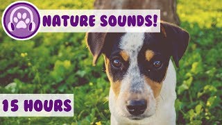 Calming Nature Sound for Dogs Desensitise your Dog with Sound Effects Designed for Anxious Puppies [upl. by Oriel229]