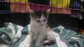 Itty Bitty Pretty Kitty  CH kitten cerebellar hypoplasia [upl. by Verdha]