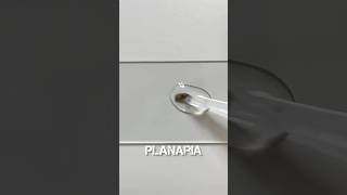 What are Planarians 🧐 [upl. by Ixela]