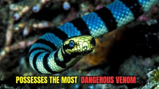 Evolutions Masterpiece Adaptations of Sea Snakes [upl. by Inaja341]