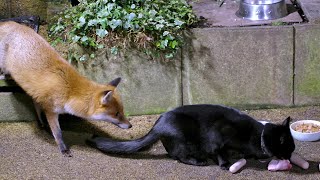 Urban Fox amp Cat Encounters  UHD 4K [upl. by Wappes]