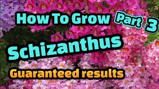 How to grow Poor Mans Orchid Schizanthus from seed Part 3 [upl. by Ynneh613]