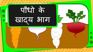 Science  Edible Parts of Plants  Hindi [upl. by Aes787]