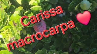 Carissa macrocarpa ❤️ [upl. by Mable]