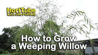 How to grow a Weeping Willow  Salix babylonica  Fast Growing Graceful Tree [upl. by Bourke129]