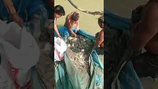 Piyashi fish and papulet fish harvesting with net fish hooksfishing fishponds fishingcruise [upl. by Banebrudge594]