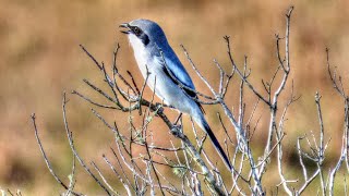 Loggerhead Shrike Song [upl. by Woodberry63]