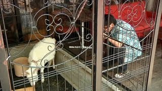 Tokyo cafe employs goats to add wow factor [upl. by Remliw332]