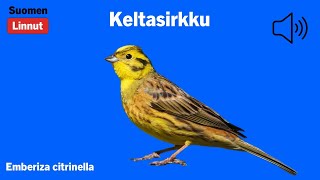 Keltasirkku  Emberiza citrinella  Yellowhammer  gulsparv  EMBCIT [upl. by Allimaj]