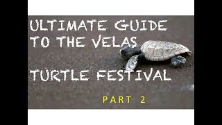 The Ultimate Guide to The Velas Turtle Festival Part 2 [upl. by Earized]