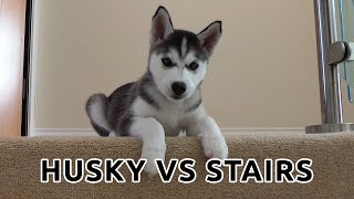 Cutest Husky Puppy  Husky vs stairs [upl. by Orodisi329]