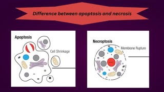 Difference between apoptosis and necrosis [upl. by Oinotnaocram]