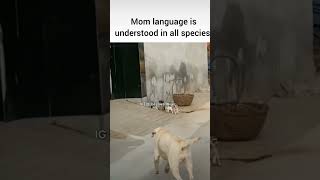 Thats the power of the mom funnymemes big dj love doglover dog babysdogshorts power of momk [upl. by Nibuz590]