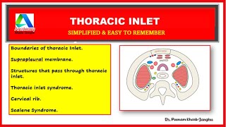 Thoracic Inlet Anatomy  Superior Thoracic Aperture  thoracic inlet syndrome  Cervical Rib [upl. by Ogu755]