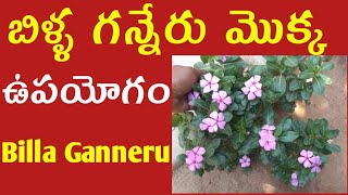 Billa ganneru plant usesBilla ganneru uses in telugu [upl. by Ydnab]