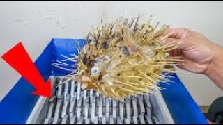 Whats Inside a Pufferfish [upl. by Ingvar]