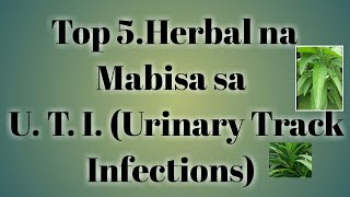 Top 5 Herbal na Mabisa sa U T I urinary track infections [upl. by Tronna92]