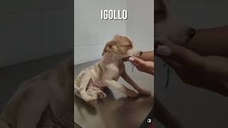 Tuno Ligollo Tiaga Queveda rescuedog tierschutz [upl. by Muffin]