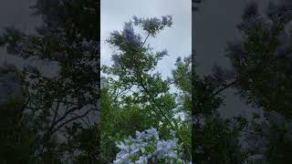 Ceanothus from earlier in the year [upl. by Hazeghi543]