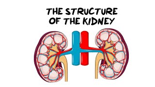 Intro to the Kidney Structure [upl. by Vaasta]