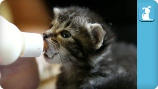 You deserve this level of cuteness Bottle Kitties  Kitten Love [upl. by Bhatt]