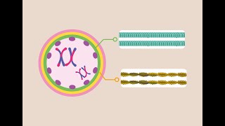 Illuminating the Crucial Role of Microtubules in Forming Healthy Egg Cells [upl. by Ylrebmi]