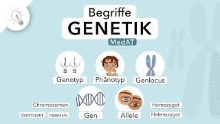 Genetik Begriffe einfach erklärt  MedAT  Biologie [upl. by Nuli]