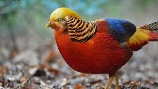 Golden Pheasant Bird full informations in Bengali ll Golden Pheasant price in India [upl. by Eecyal]