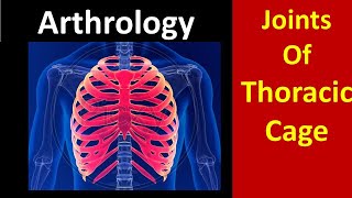 Joints of thoracic cage anatomy thorax thoraxanatomy cartilage arthritis jointpain [upl. by Pinto]