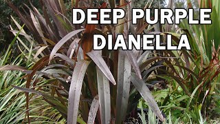 BLAZE™ Dianella is a heat tolerant Dianella with purple foliage  Ozbreed Strappy Leaf Plants Range [upl. by Shelagh]