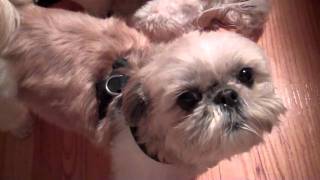 Stella speaking Shih Tzu [upl. by Sylirama459]