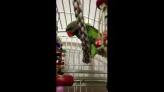 Buddy The Mustache Parakeet Talking [upl. by Phio]