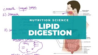 Intro to Lipid Digestion and Absorption [upl. by Mannuela178]