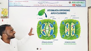 stomatal movement  theories and mechanisms  photosynthesis starch suger malate k pump theory [upl. by Karina]