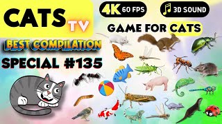 CAT Games  Ultimate Cat TV Compilation Vol 135 ✅ Episode SPECIAL ✅ 8 HOURS 🐝🐞🦋🦎🦜🐜🐭🧵 [upl. by Camey]