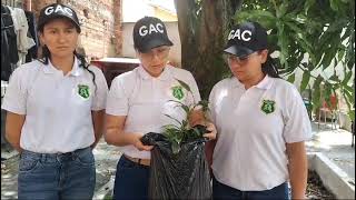 Rescate de 18 arboles por la guardia ambiental Colombia [upl. by Sucy885]