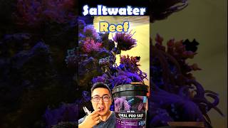 Best Reef Tank Salinity [upl. by Ahsenar727]