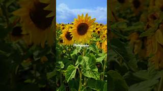 Sunflower Fields photography ytreels shortsfeed sunflower uklife ytshorts love sunnyday [upl. by Sicular]