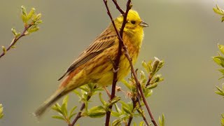 Strnad obecný  The yellowhammer Emberiza citrinella  HlasVoice [upl. by Knipe753]