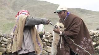 Bolivie La filière de lalpaga [upl. by Raouf]