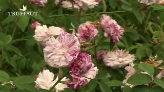 Visite de la Roseraie du val de marne à LHaÿ les roses  Truffaut [upl. by Williamson]