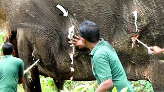 Elephant begging for life with traumatic Abscess successfully treated amp given a chance to live again [upl. by Eidnyl]