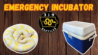 Build Your Own Ball Python Incubator in Minutes with a Simple Cooler [upl. by Hollingsworth492]