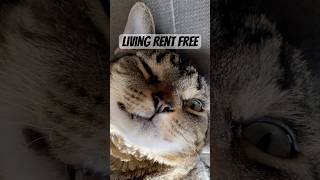 Freeloading cat lives in house rent free cattitude funnyanimals funnyanimals catlover [upl. by Girovard292]