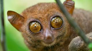 tarsier primates with big eyes [upl. by Aibonez985]